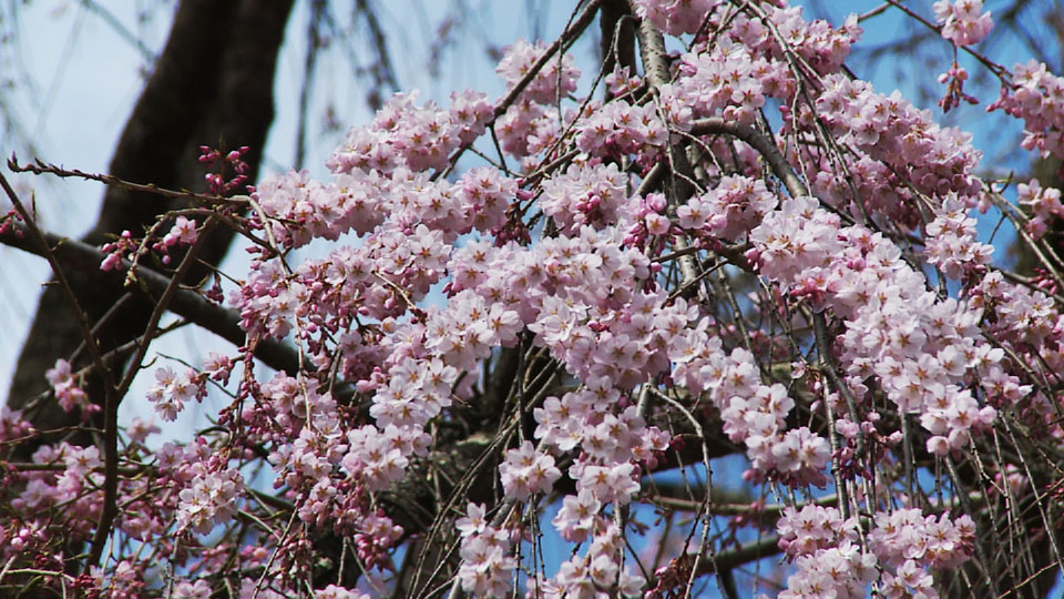 http://www.uenomura.ne.jp/blog/photonews2/2011/04/15/sakura01.jpg