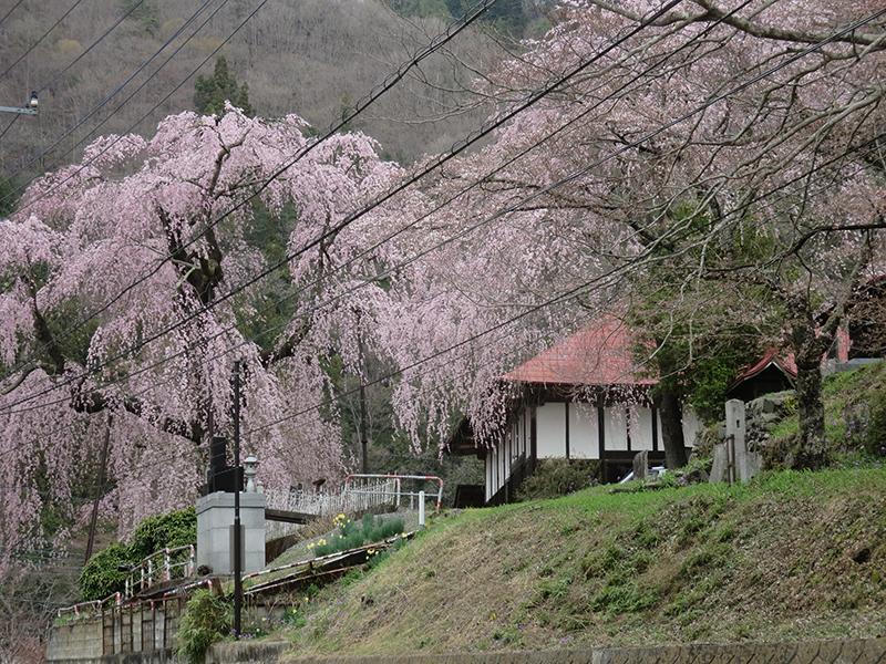 http://www.uenomura.ne.jp/blog/photonews2/20160408-03.jpg