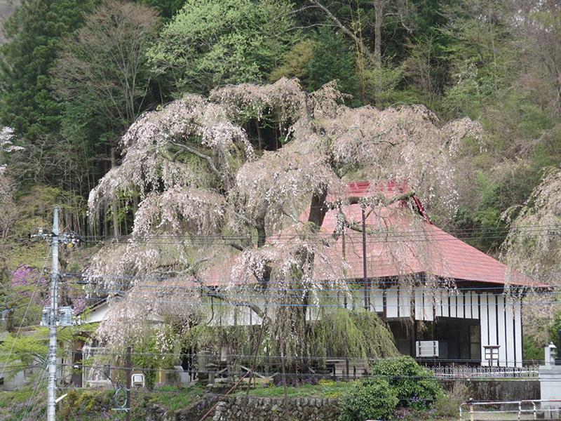 http://www.uenomura.ne.jp/blog/photonews2/20160417-02.jpg