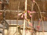 100408しだれ桜.jpg