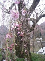 100412しだれ桜2.jpg