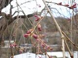 しだれ桜開花状況100407.jpg