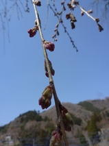 4月12日しだれ桜2.jpg