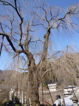 4月13日中正寺しだれ桜1.jpg