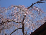 4月14日中正寺しだれ桜3.jpg