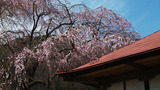 sakura02.jpg