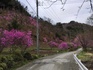 住居附集落のツツジ