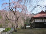 平成27年4月6日(月)の中正寺のしだれ桜