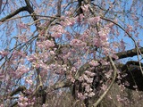 中正寺のしだれ桜　アップ