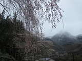 中正寺のしだれ桜と雪景色