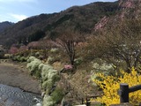 ヴィラせせらぎのユキヤナギとしだれ桜