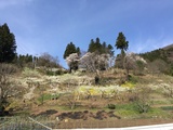 勝山神社とプラム畑