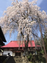 吉祥寺のしだれ桜