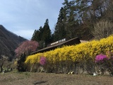 森林科学館のレンギョウ.JPG