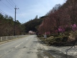楢原トンネル付近のしだれ桜とソメイヨシノ