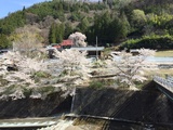 野栗河川敷のソメイヨシノと宝蔵寺のしだれ桜