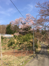 新羽地区_天満宮