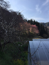 野栗地区_乃久里神社