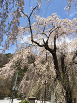 中正寺のしだれ桜