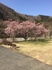 ヴィラせせらぎの桜