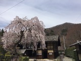 旧黒澤家住宅の桜